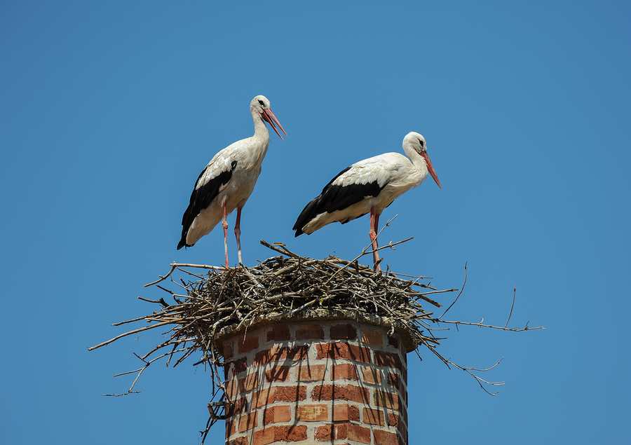 Animal & Nest Removal
